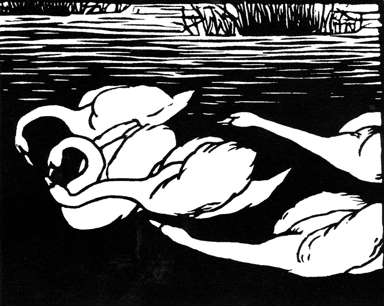 Cisnes de Felix Edouard Vallotton