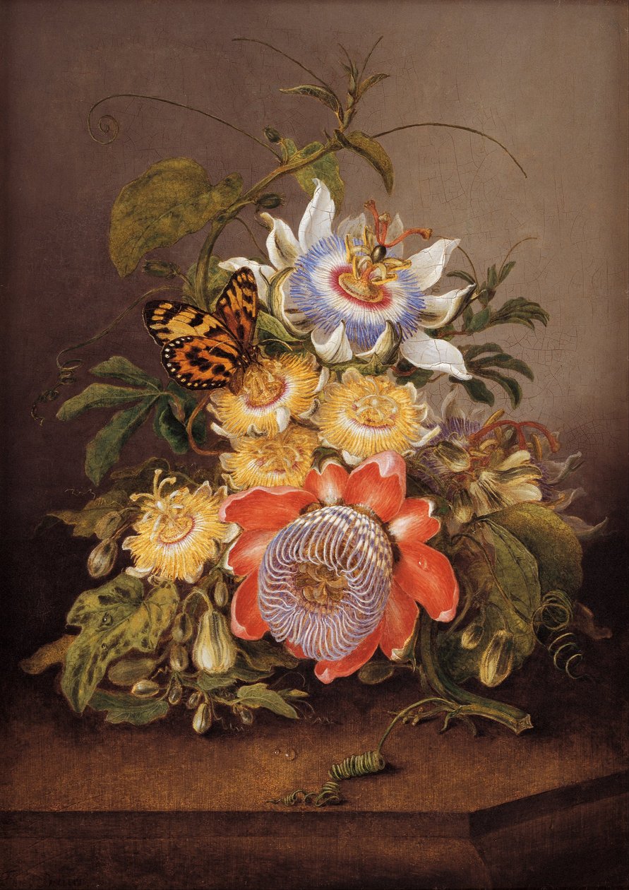 Flores de la pasión de Ferdinand Bauer