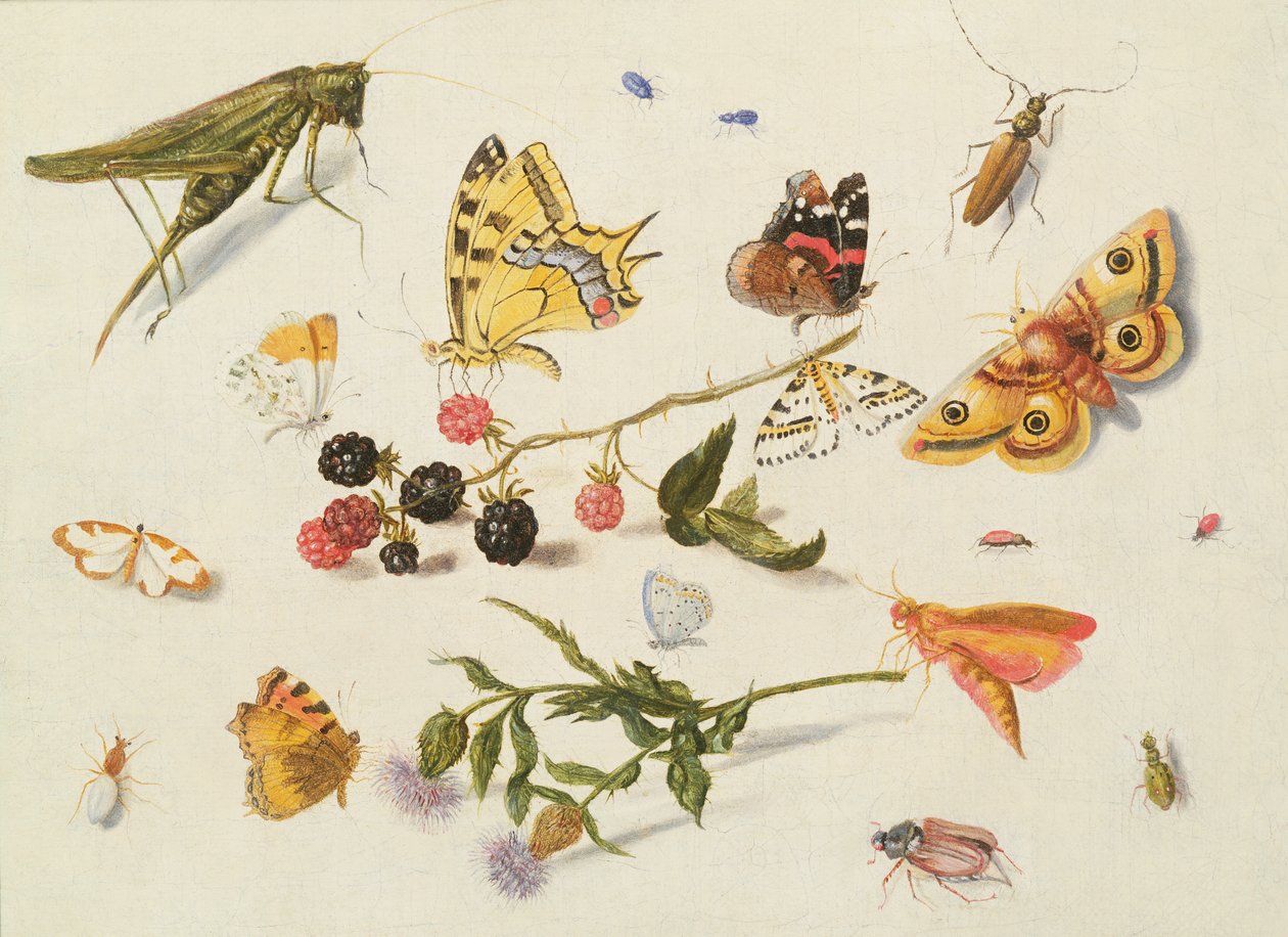 Estudio de Insectos, Flores y Frutas, siglo XVII de Ferdinand van Kessel