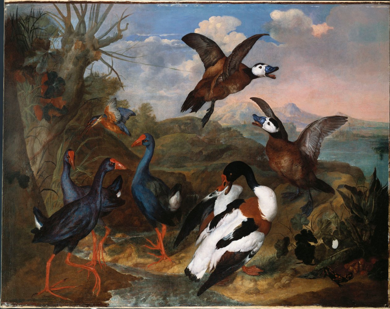 Patos concha y otras aves en un paisaje, 1720 de Ferdinand Phillip de Hamilton