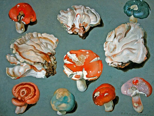 Estudios de hongos de Ferdinand Phillip de Hamilton