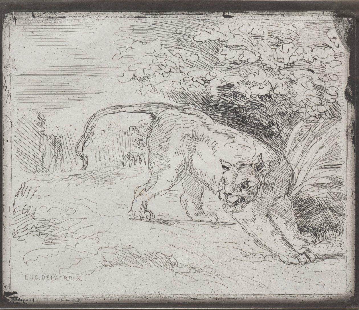 Un Tigre Atrapado, 1854 de Ferdinand Victor Eugene Delacroix