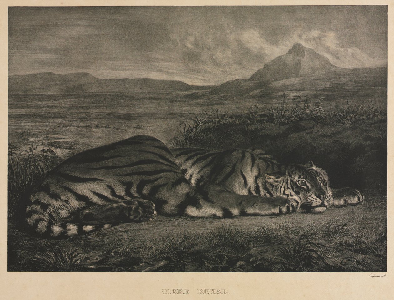 Tigre Real, 1829 de Ferdinand Victor Eugene Delacroix