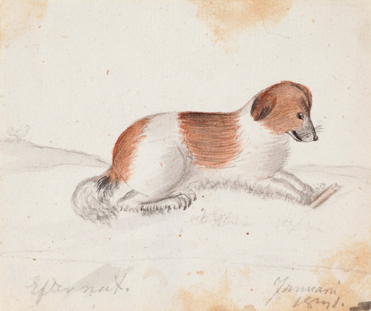 Perro de Ferdinand von Wright