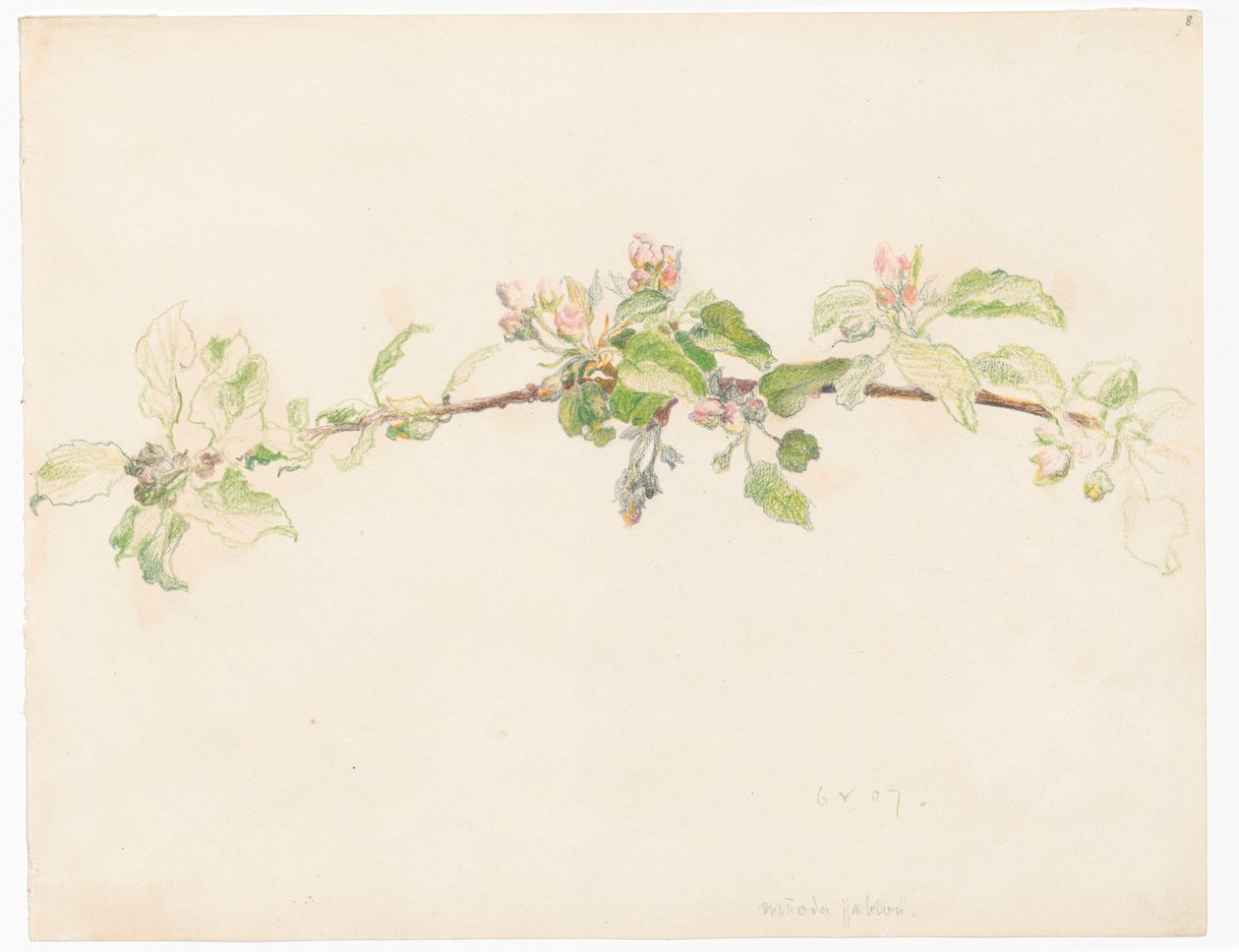Rama de manzano en flor de Ferdynand Ruszczyc