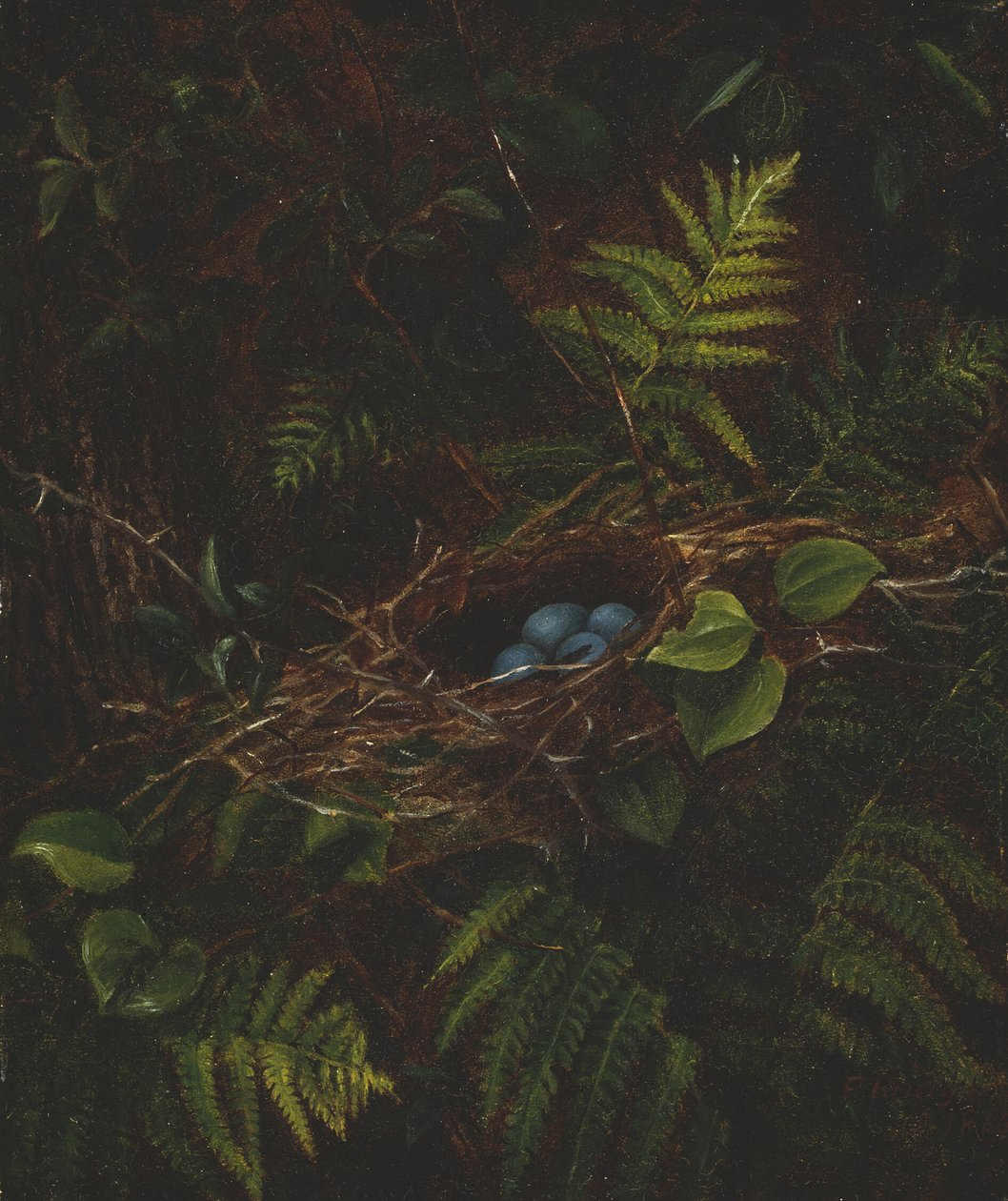 Nido de pájaros y helechos de Fidelia Bridges