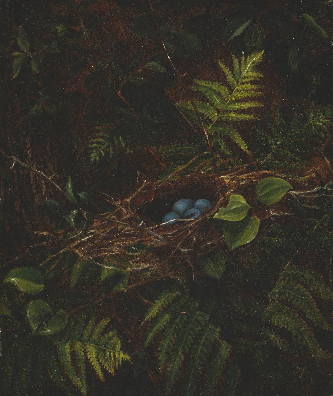 Nido de pájaro y helechos, 1863 de Fidelia Bridges