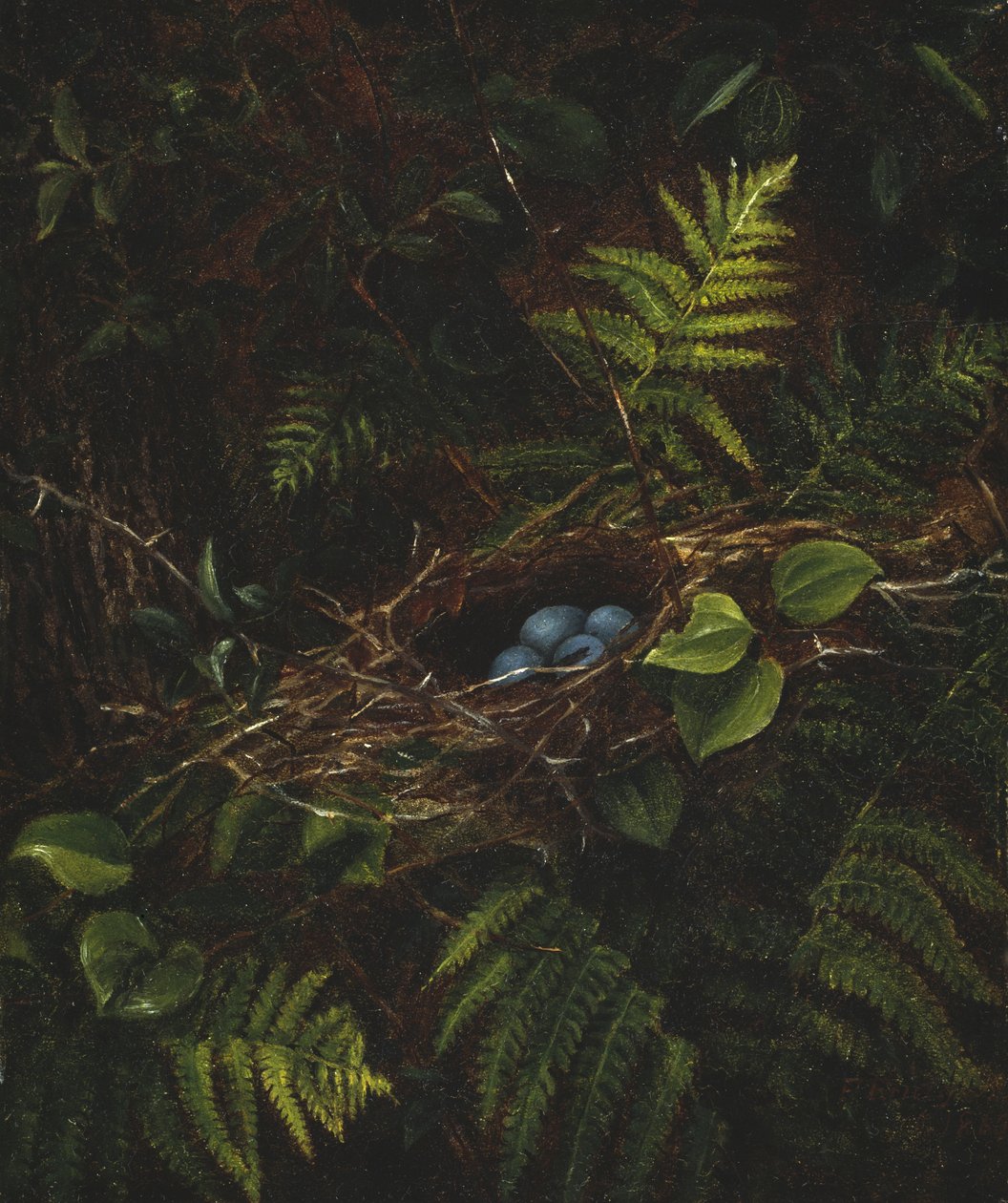 Nido de pájaro y helechos de Fidelia Bridges