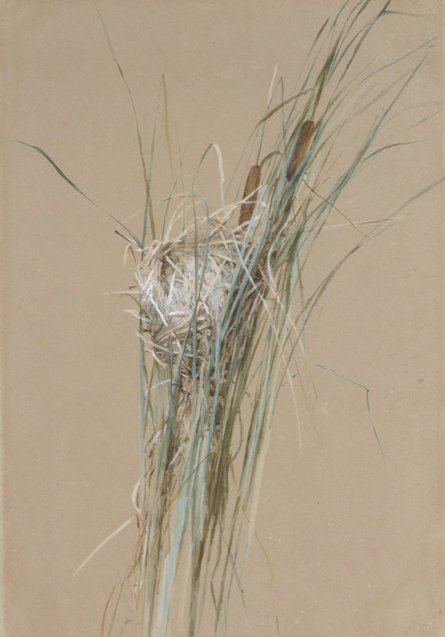 Nido de pájaros en espadañas, ca. 1875 de Fidelia Bridges