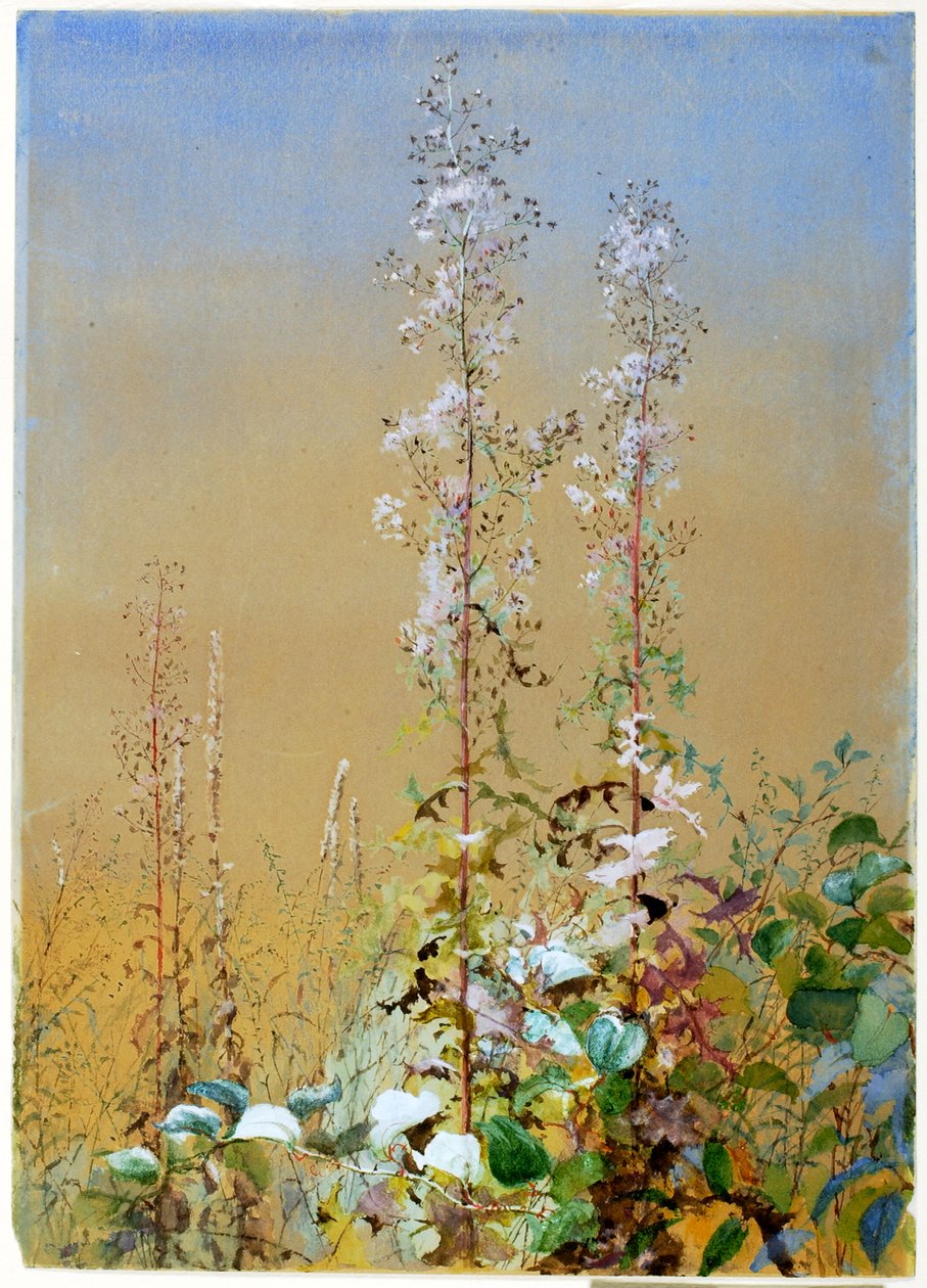Sin título, ca. 1876 de Fidelia Bridges