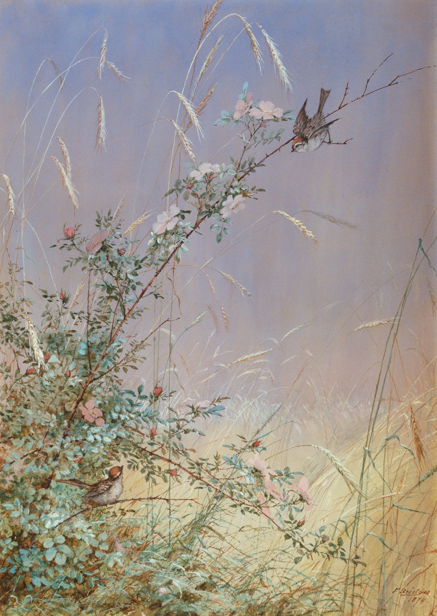 Rosas silvestres entre centeno, 1874 de Fidelia Bridges
