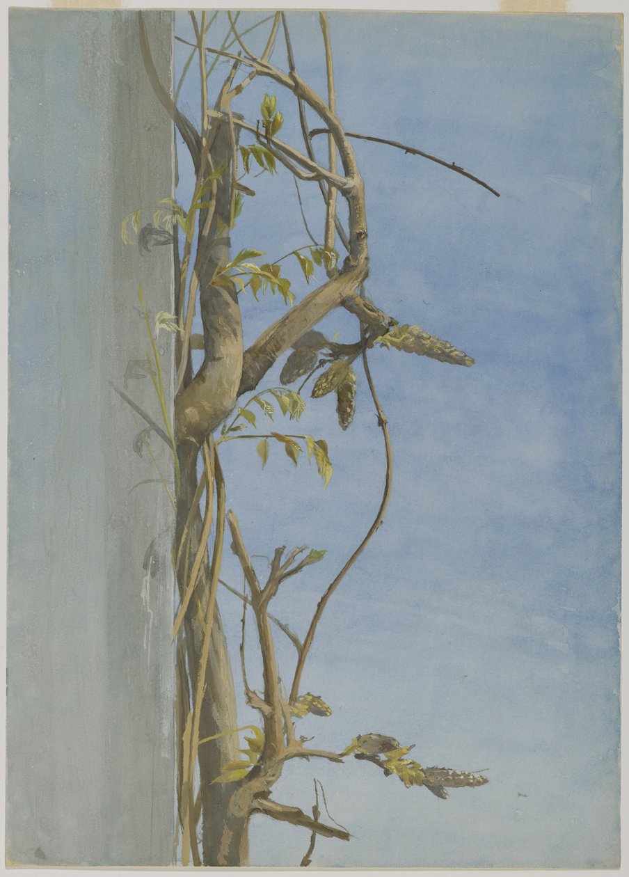 Glicina en una pared de Fidelia Bridges