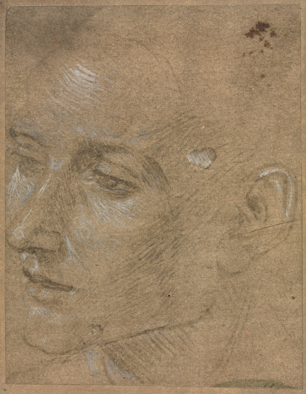 Head of a Young Man de Filippino Lippi