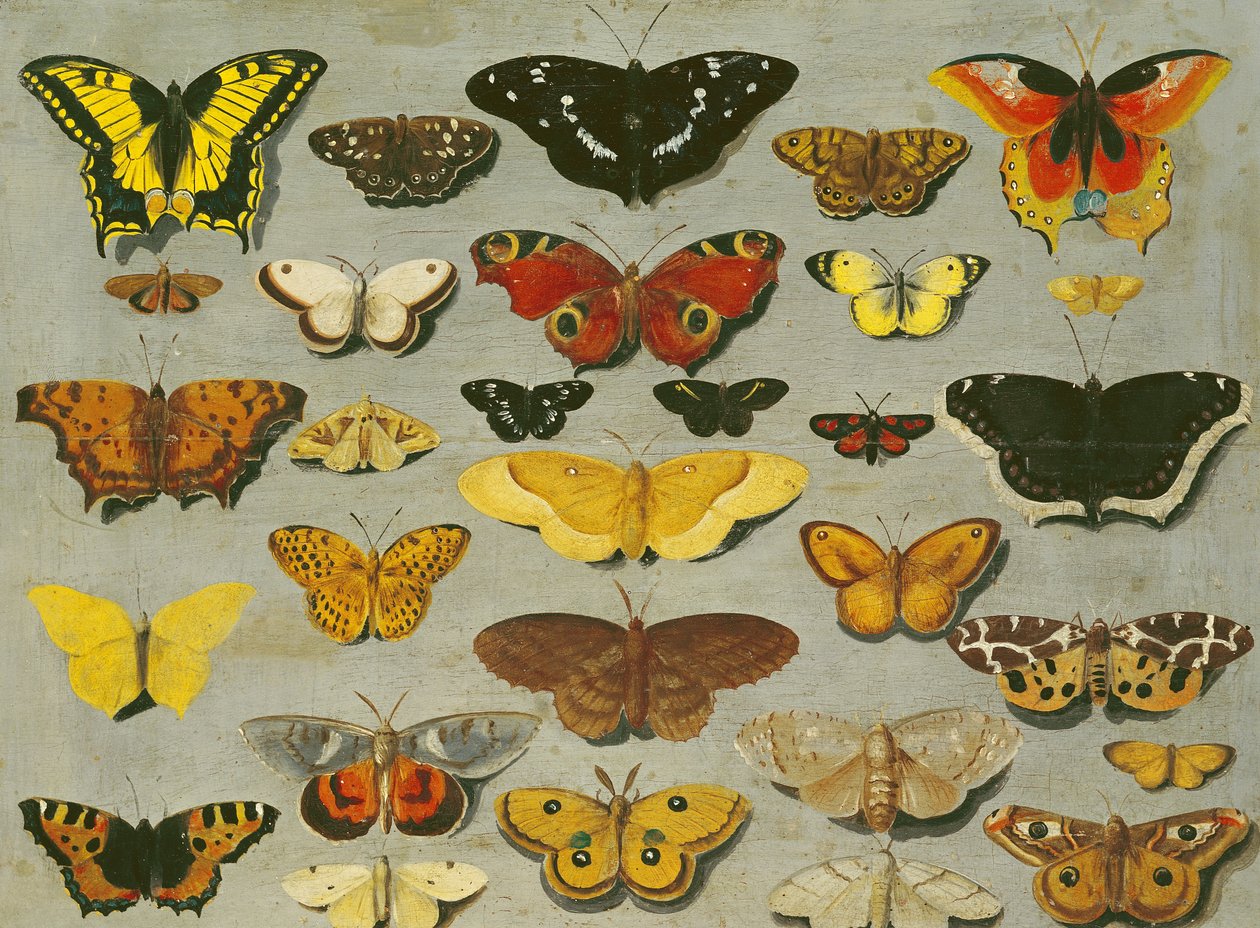 Mariposas de Flemish School