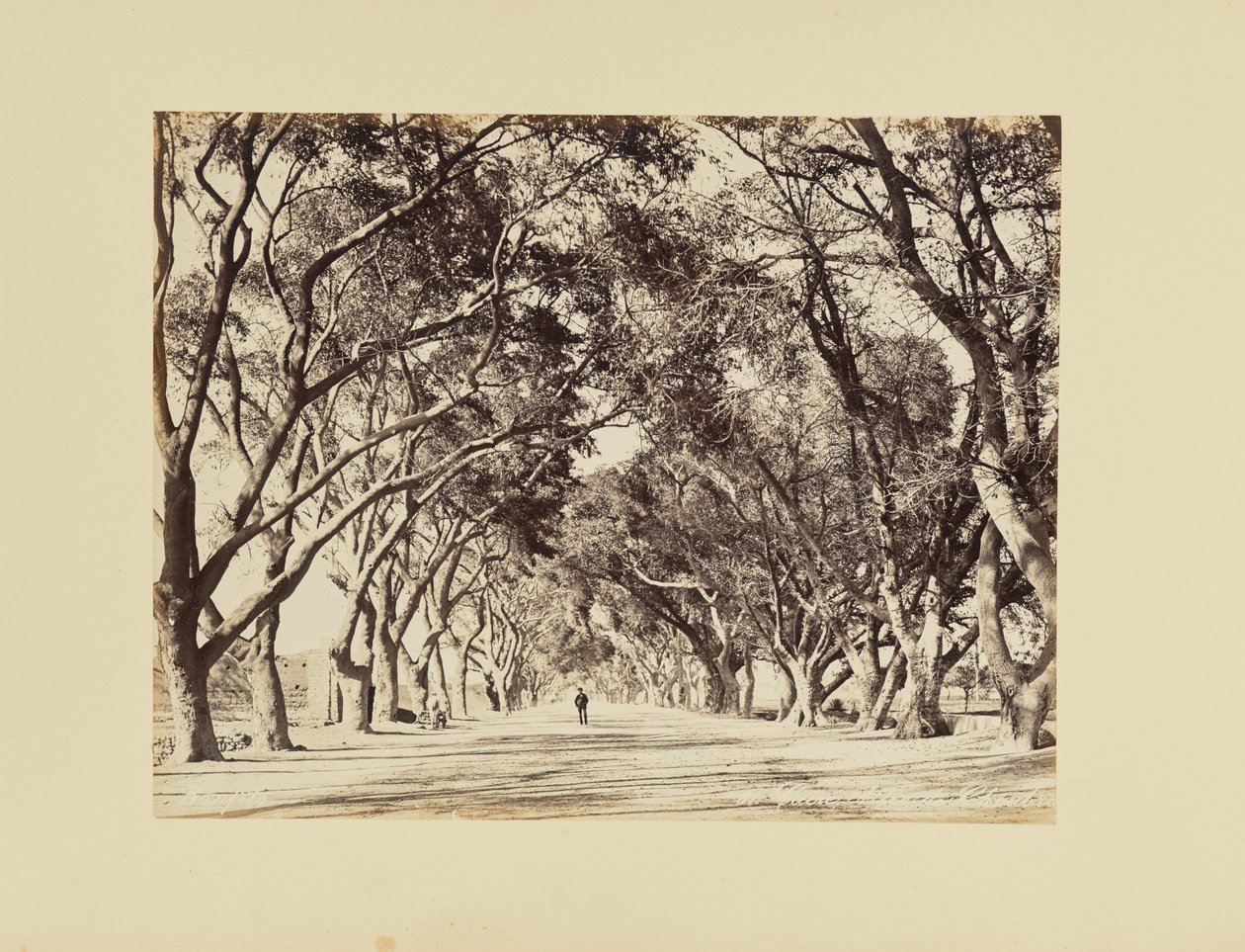 El Cairo, Allée de Choubra de Félix Bonfils