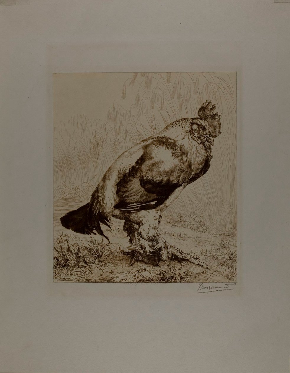 El viejo gallo de Félix Henri Bracquemond