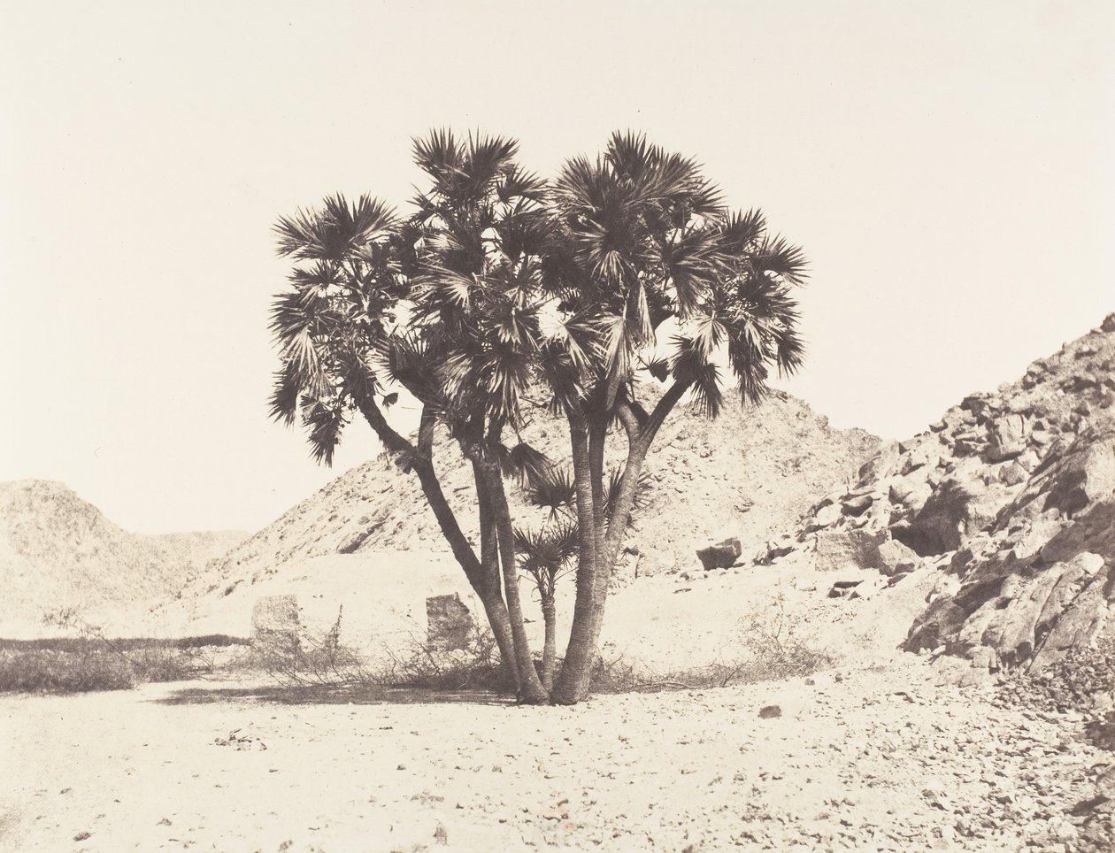 Environs de Fileh, Palmier Doum sur la Rive Orientale du Nil de Félix Teynard