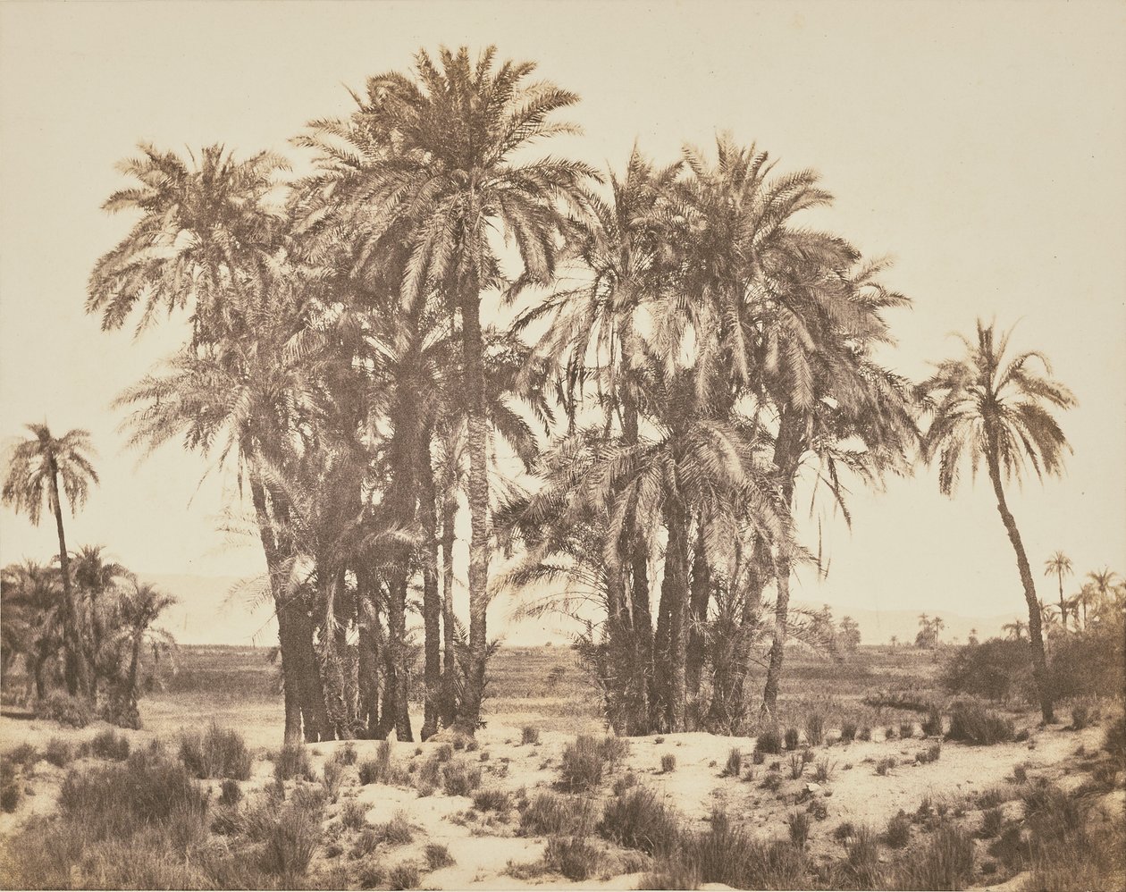 [Arboleda de palmeras datileras vista desde el punto A, Karnak] de Félix Teynard