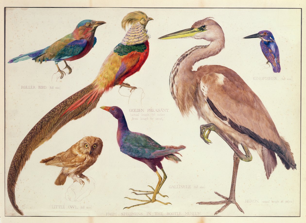 Estudios de aves del Museo Bootle, Liverpool de Florence Emily Bark