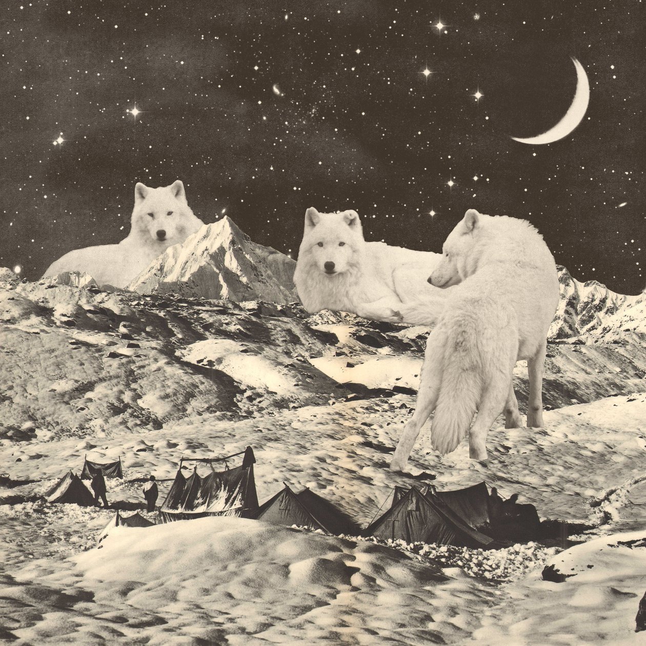 Tres lobos blancos gigantes en las montañas de Florent Bodart