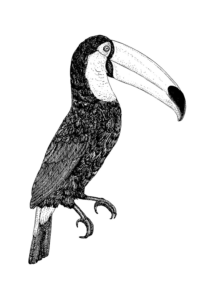 Toco en blanco y negro de Florent Bodart