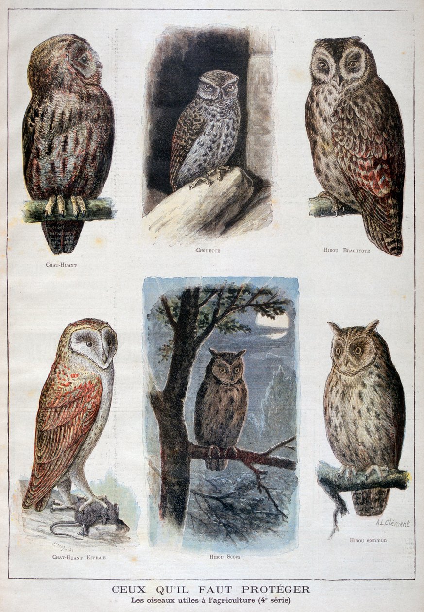 Aves protegidas y útiles en la agricultura, 1897 de Fortuné Méaulle