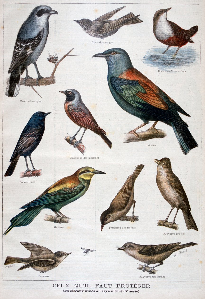 Aves que están protegidas y son útiles en la agricultura, 1897 de Fortuné Méaulle
