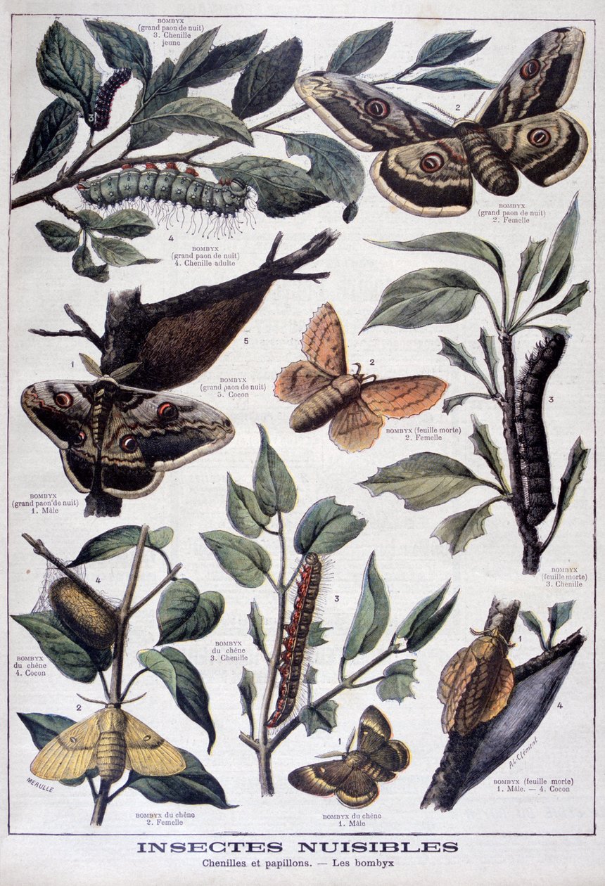 Insectos dañinos: orugas, mariposas y polillas, 1897 de Fortuné Méaulle