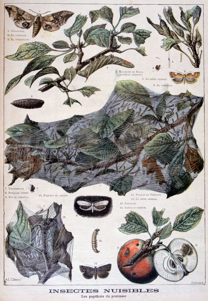 Insectos dañinos: polillas que dañan los manzanos, 1897 de Fortuné Méaulle