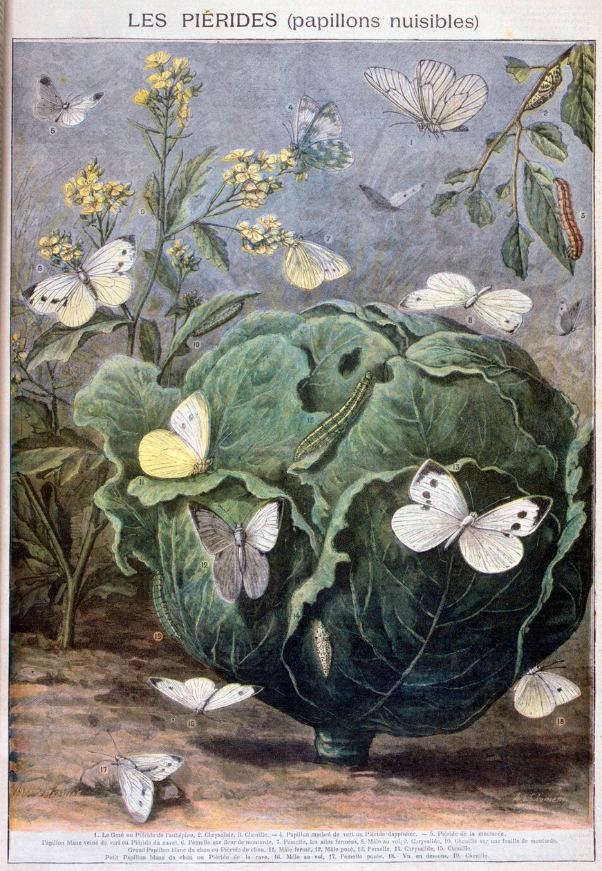 Mariposas Pieridae, 1897 de Fortuné Méaulle