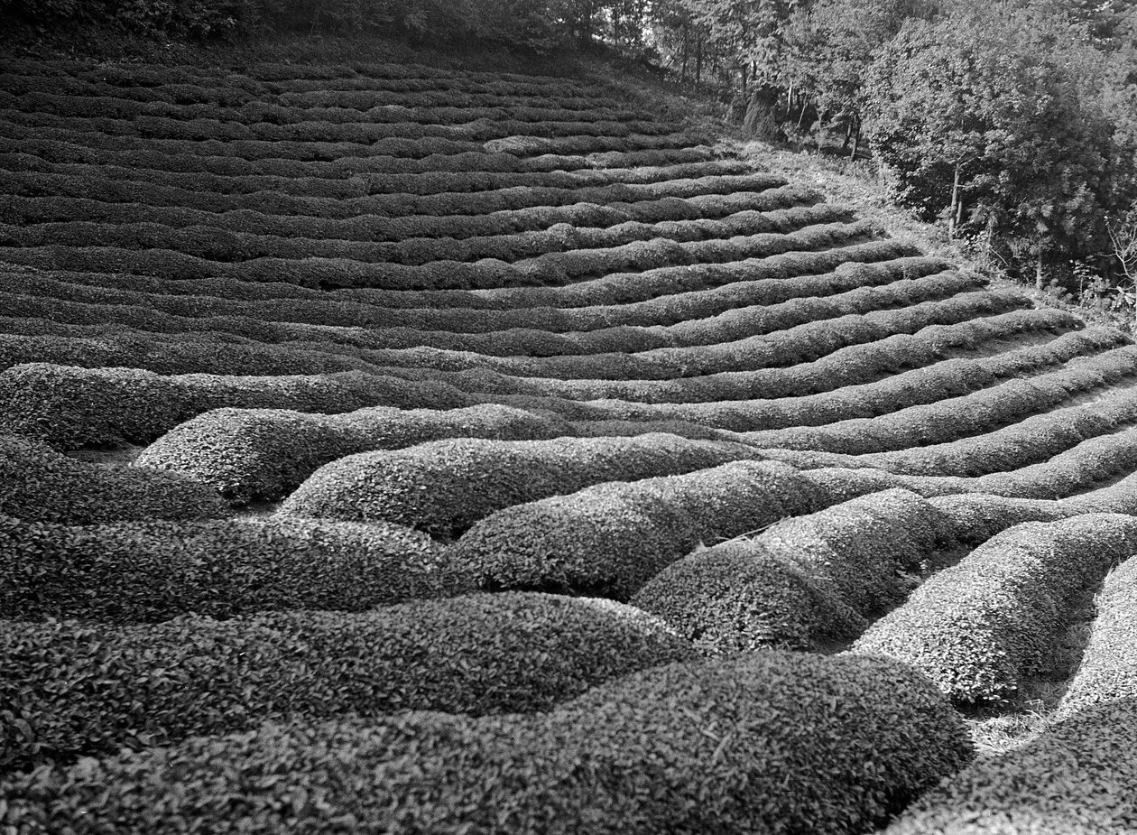 Alrededores de Shizuoka, jardines de té de Fosco Maraini