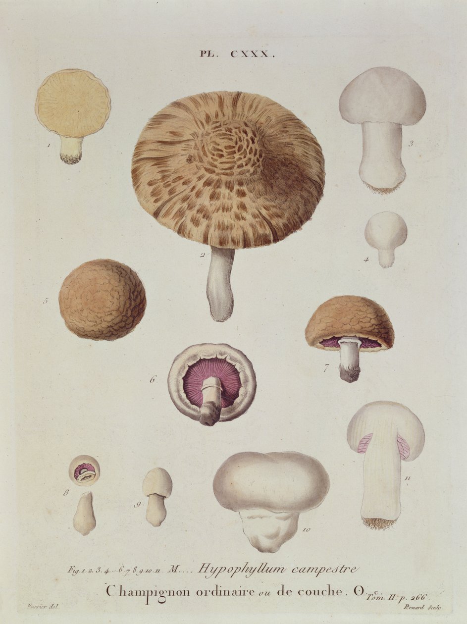 Hypophyllum campestre o el champiñón de campo, lámina 130 de 