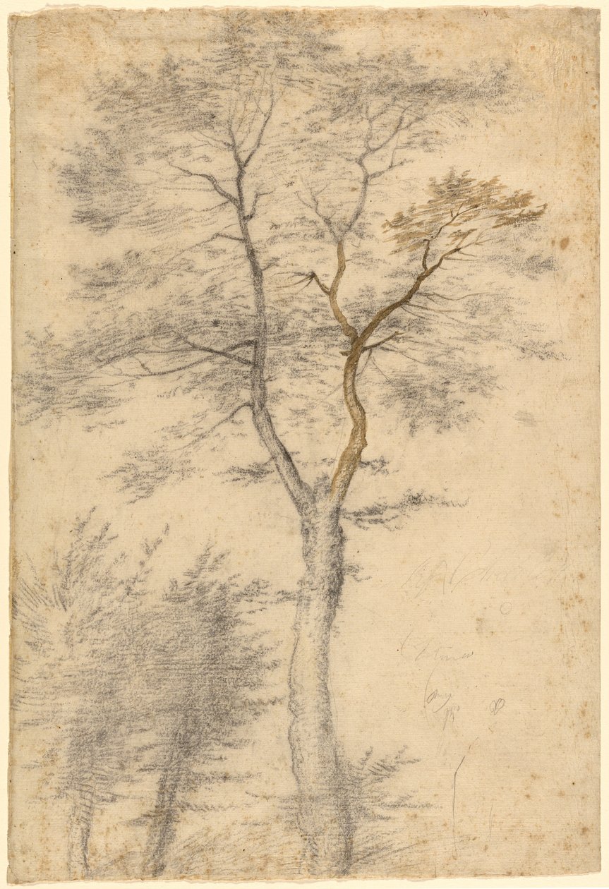 Tres estudios sobre árboles de Fra Bartolommeo (Baccio della Porta)