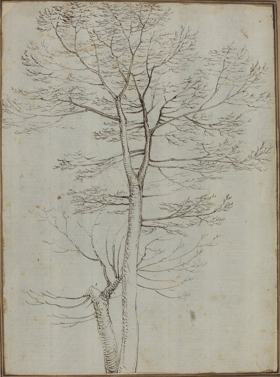 Árbol desnudo de Fra Bartolommeo