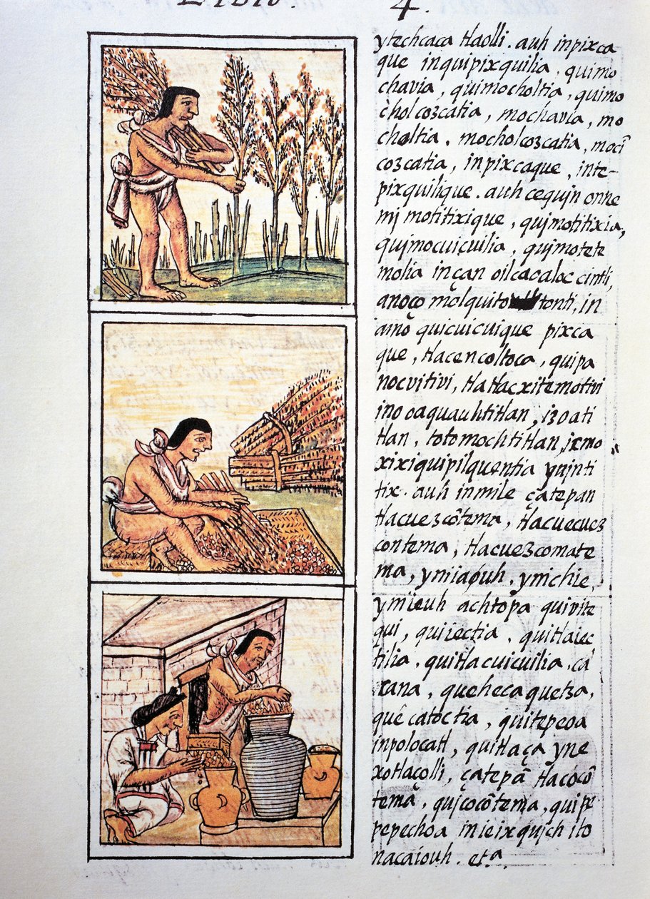 Escenas de la vida campesina, cosecha de trigo, desmotado en estera y almacenamiento en jarras, texto en náhuatl, facsímil del manuscrito Historia General de las Cosas de la Nueva España, también conocido como Códice Florentino, por Bernardino de Sahagún de Fra Bernadino da Sahagun