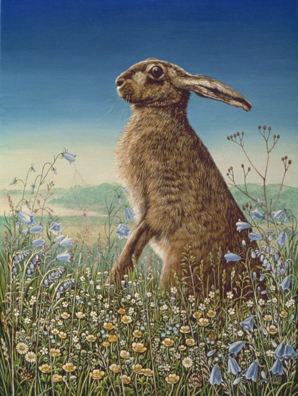 Liebre de Frances Broomfield