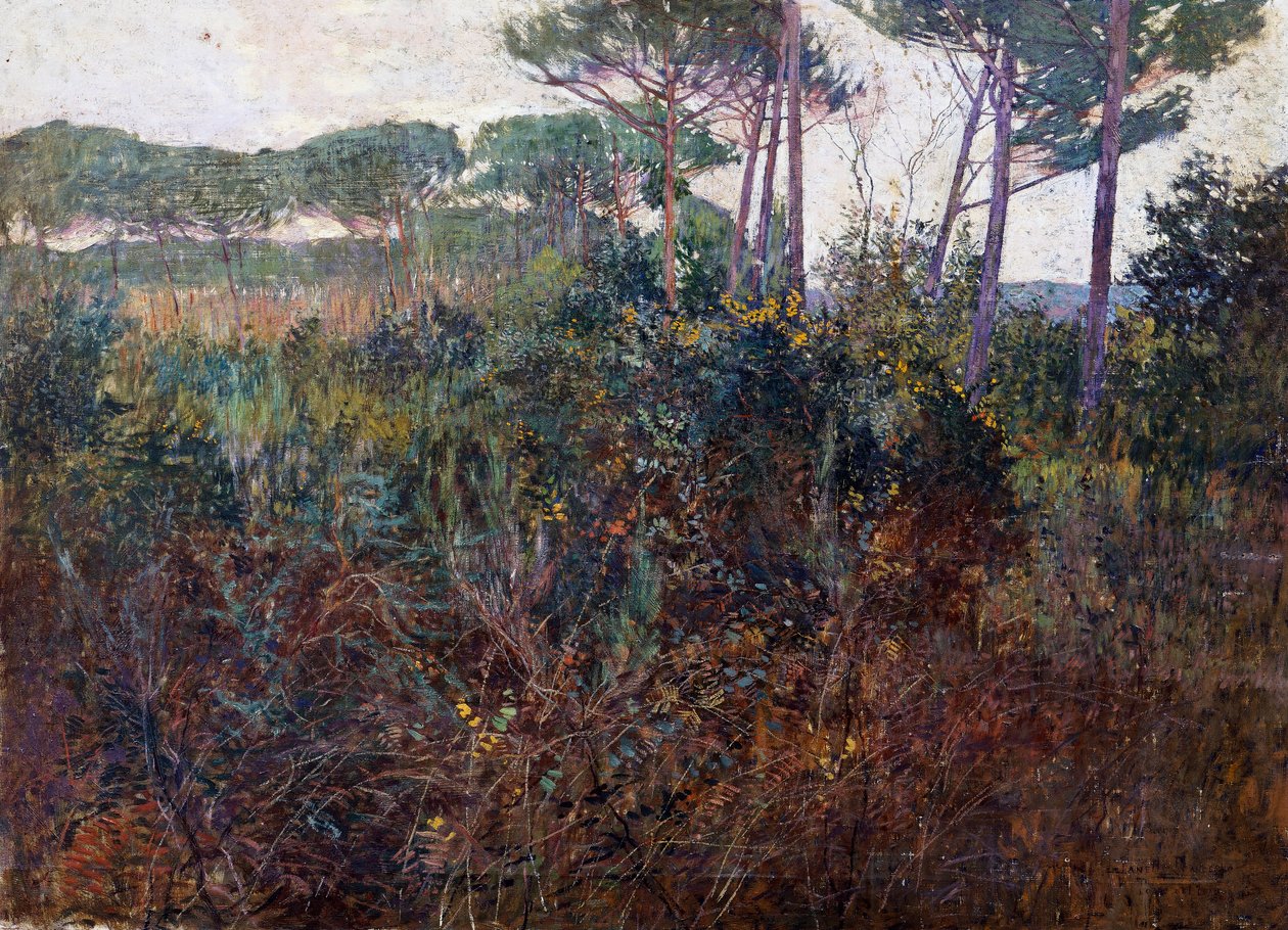 Pinares en Torre del Lago de Francesco Fanelli