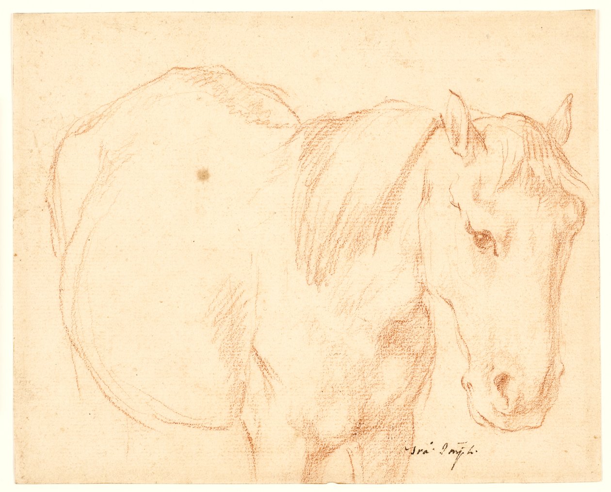 Un caballo de Francesco Fernandi