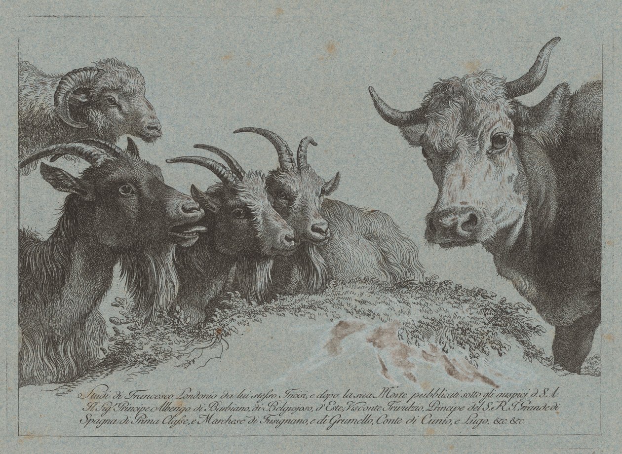 Estudio de cabezas: Tres cabras, un buey y un carnero, publicado c. 1783 de Francesco Londonio
