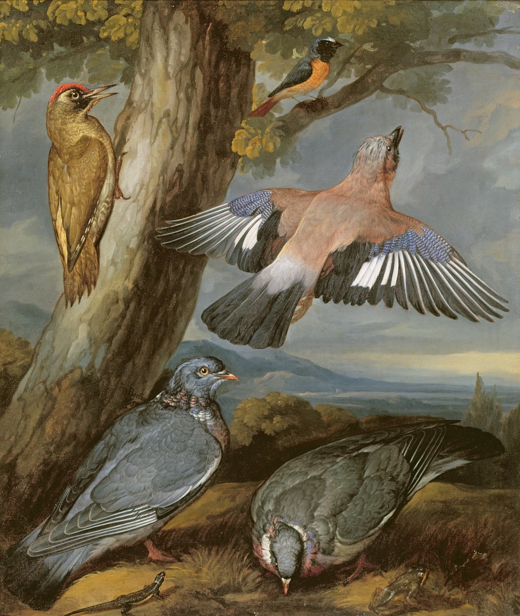 Arrendajo, Pito Real, Palomas y Colirrojo, c.1650 de Francis Barlow