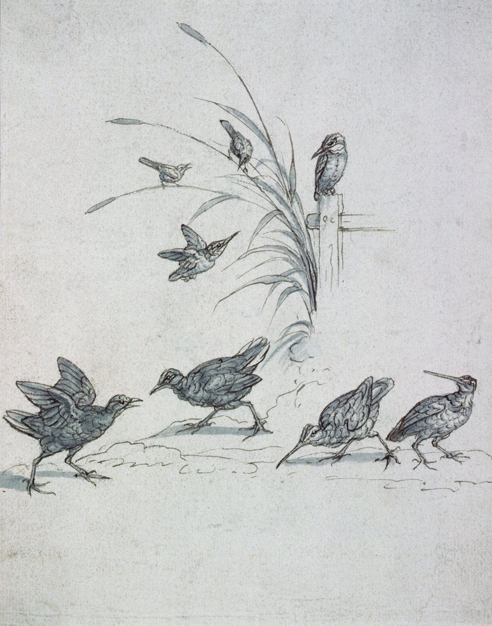 Martines pescadores, zarapito y otras aves, siglo XVII (dibujo) de Francis Barlow