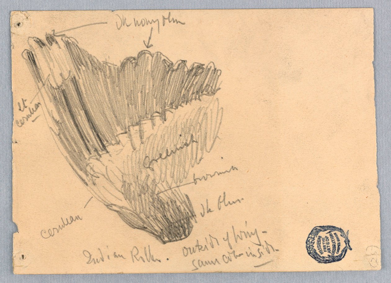 Boceto de un ala de Francis Augustus Lathrop