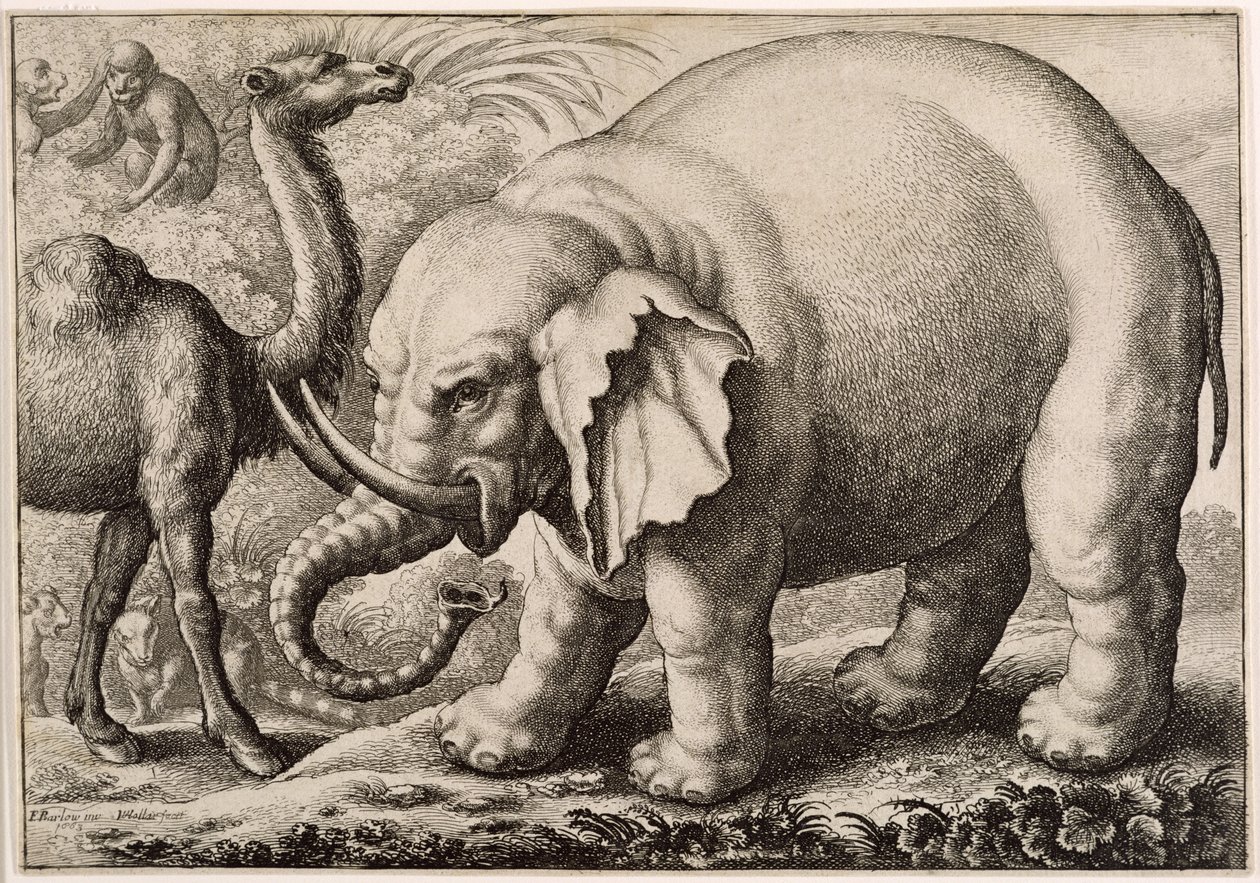 Un elefante y un camello, grabado por Wenceslaus Hollar (1607-77) 1663 de Francis Barlow