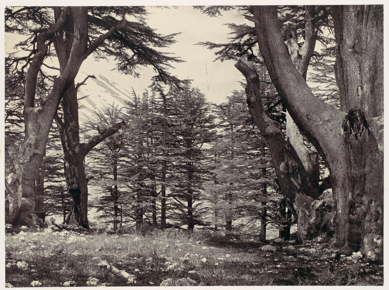 Cedros del Líbano de Francis Frith