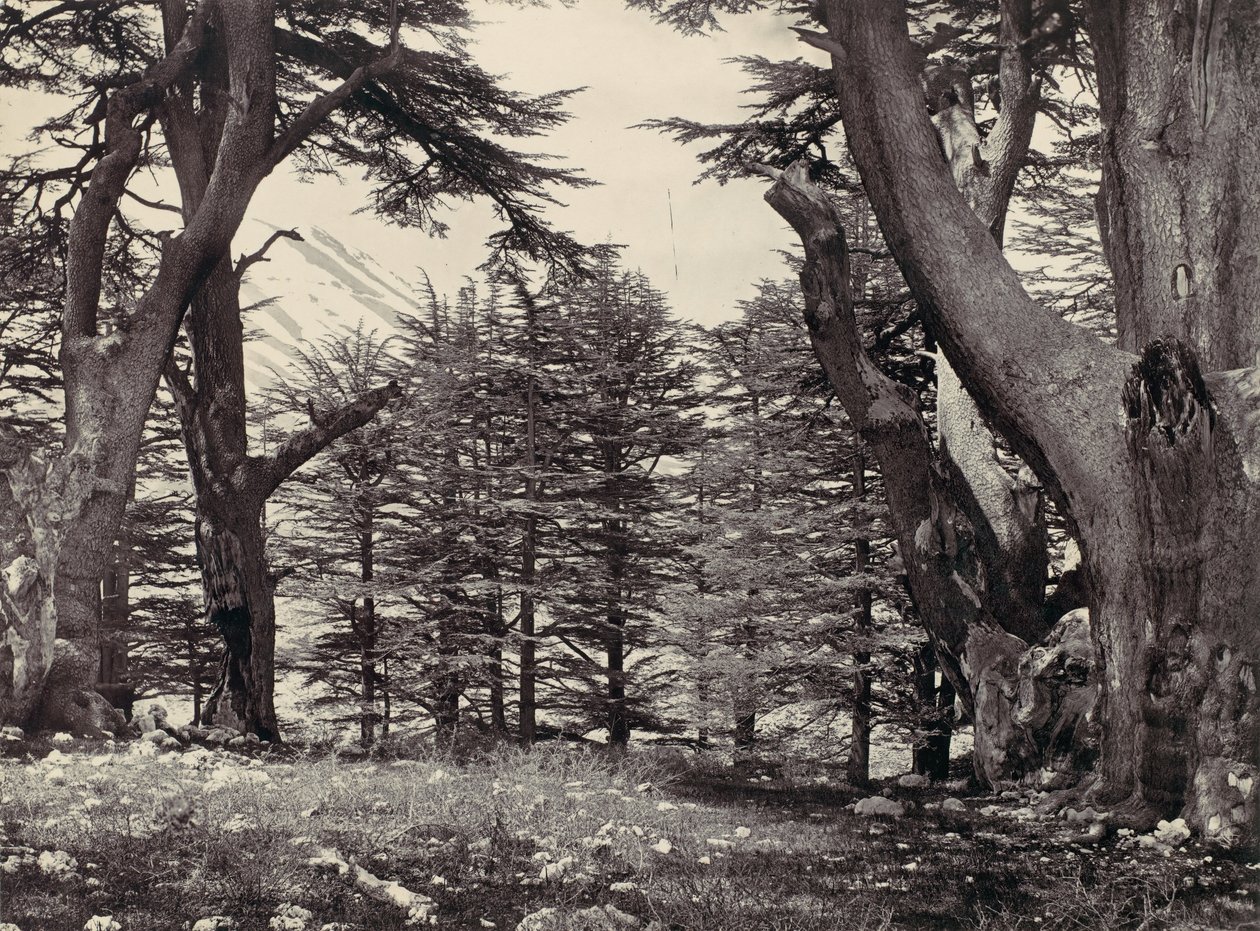 Cedros del Líbano de Francis Frith