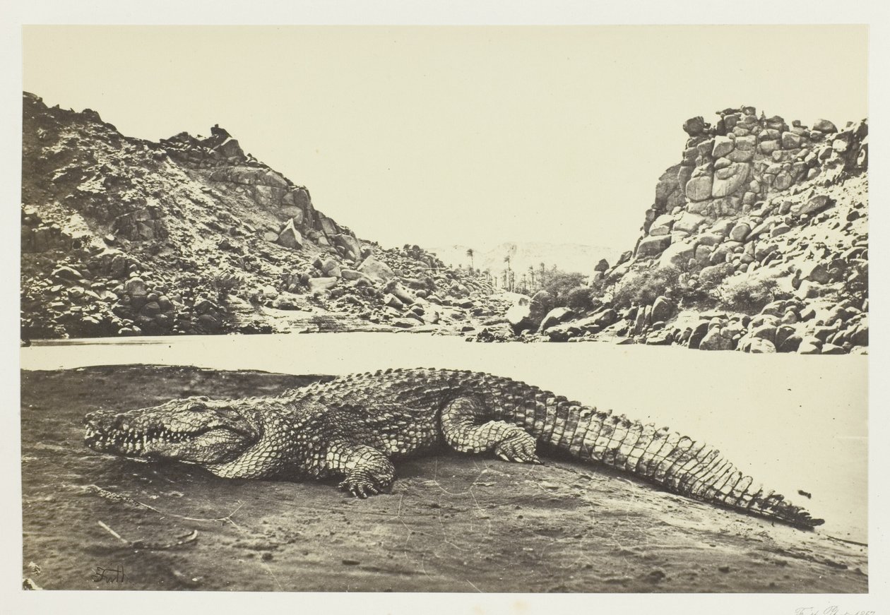 Cocodrilo en un banco de arena de Francis Frith