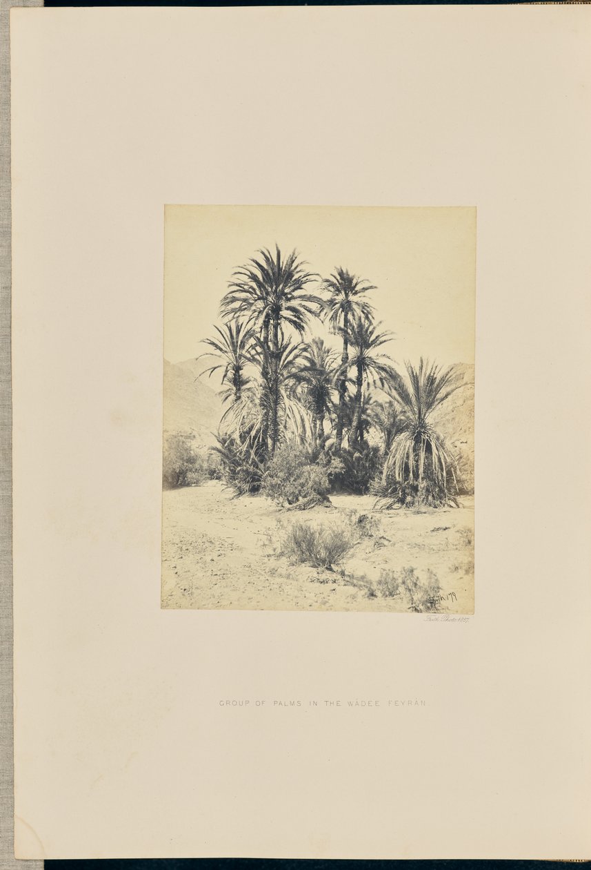 Grupo de palmeras en el Wadee Feyran de Francis Frith