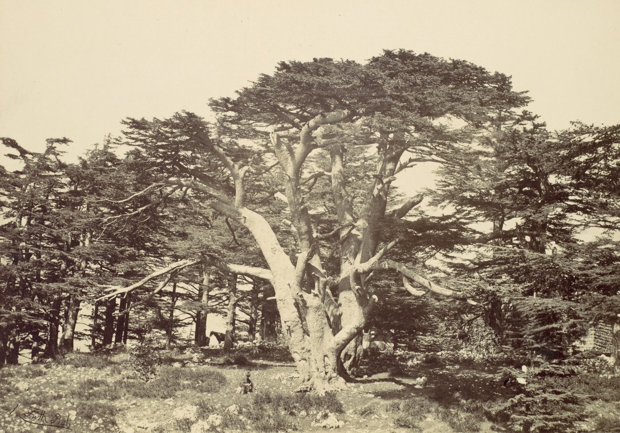 El Más Grande de los Cedros, Monte Líbano, 1857 de Francis Frith
