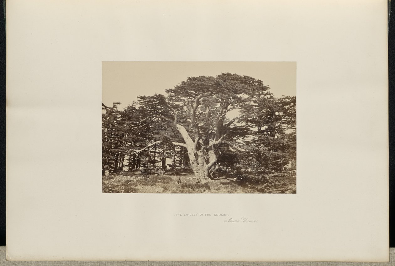 El mayor de los cedros, el Monte Líbano de Francis Frith