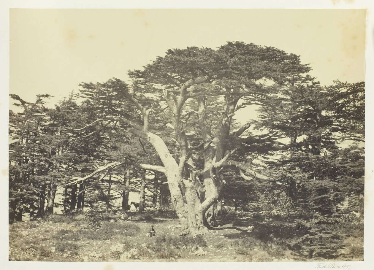 El más grande de los cedros, Monte Líbano de Francis Frith